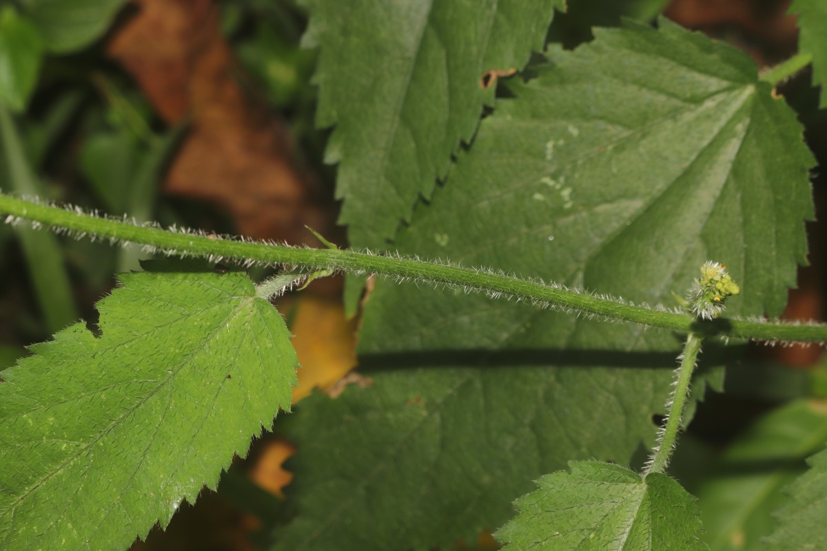 Tragia involucrata L.