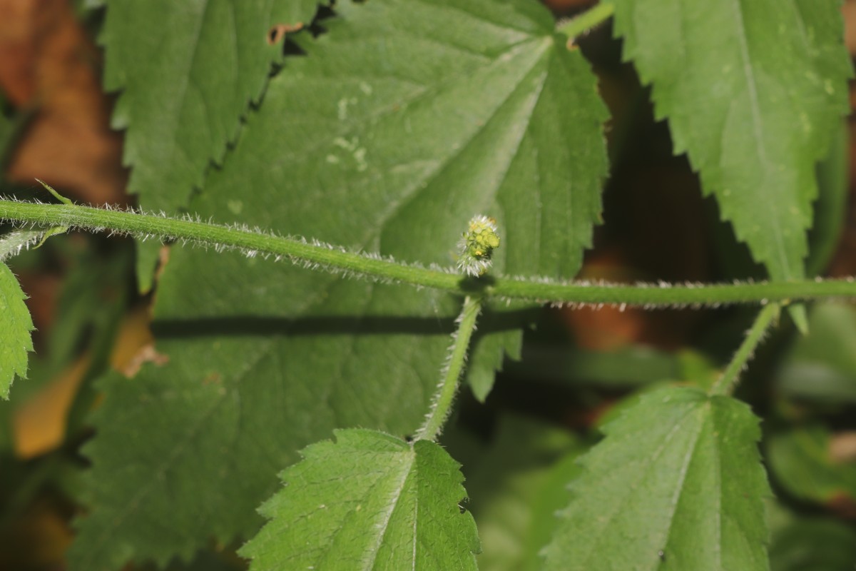 Tragia involucrata L.
