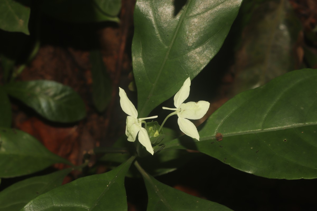 Ecbolium ligustrinum (Vahl) Vollesen