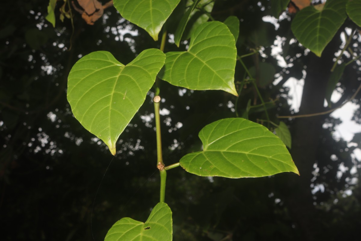 Cissus lonchiphylla Thwaites