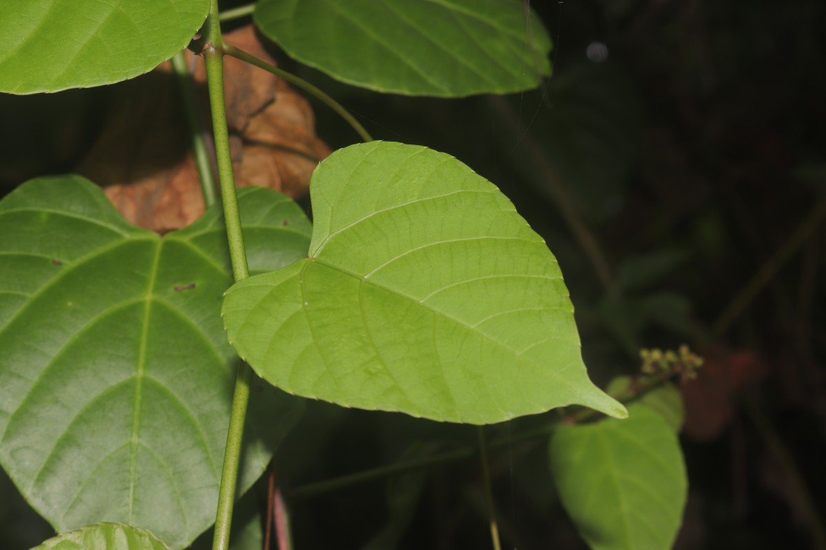 Cissus lonchiphylla Thwaites