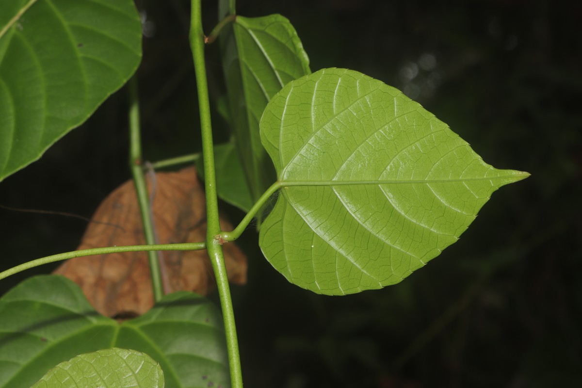 Cissus lonchiphylla Thwaites