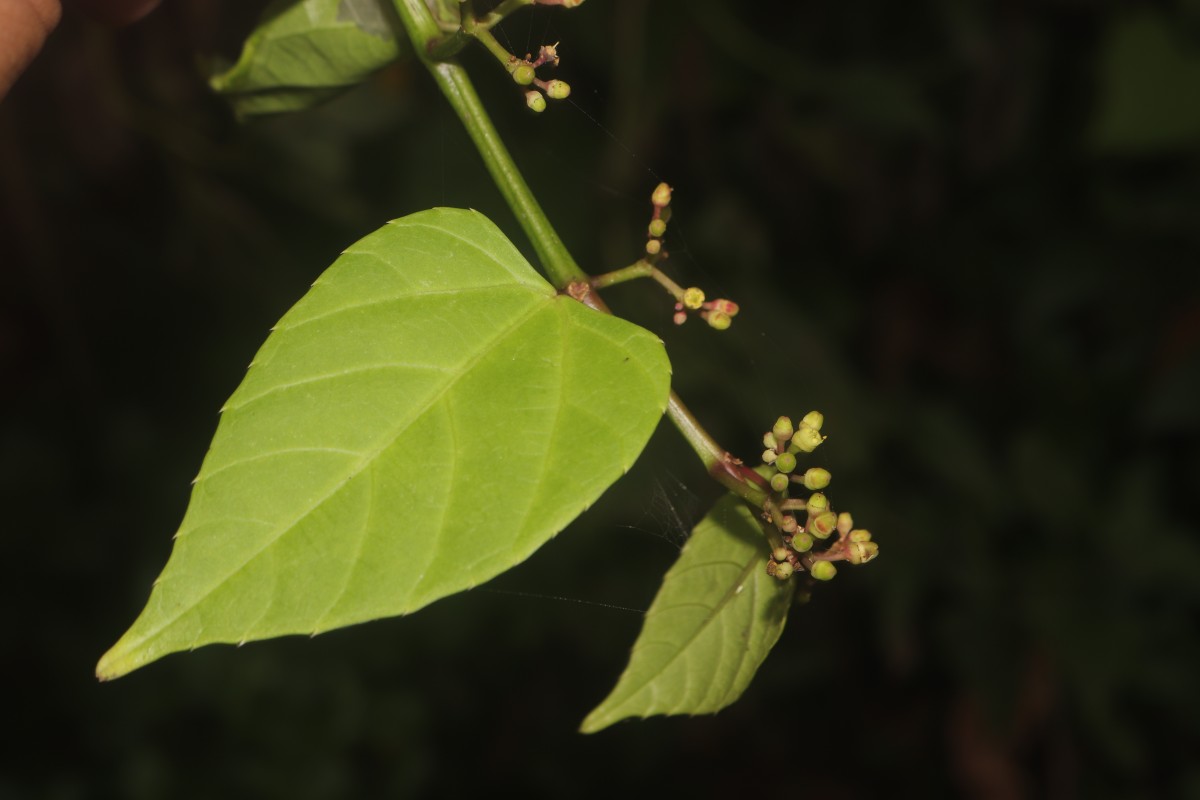Cissus lonchiphylla Thwaites