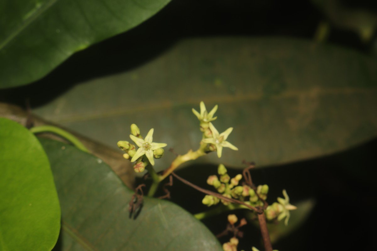 Parsonsia alboflavescens (Dennst.) Mabb.