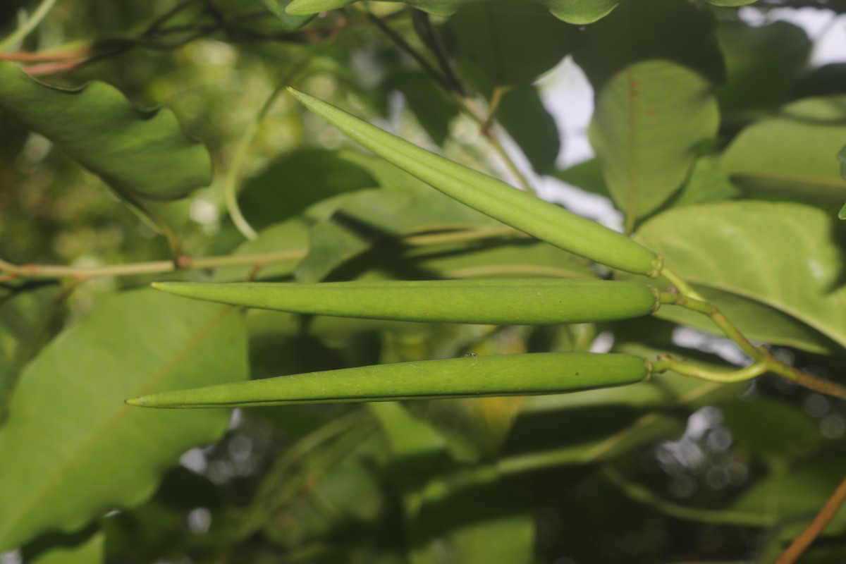Parsonsia alboflavescens (Dennst.) Mabb.