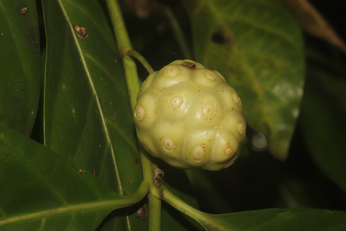 Morinda citrifolia L.