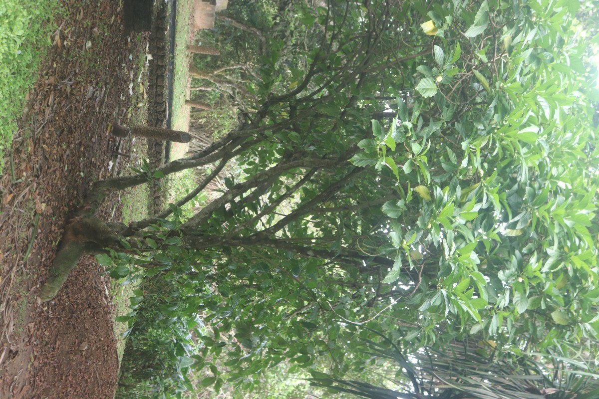 Morinda citrifolia L.
