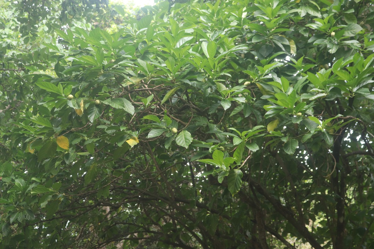 Morinda citrifolia L.