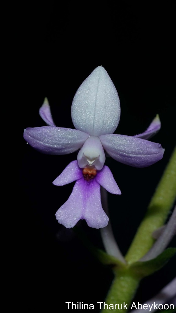 Calanthe masuca (D.Don) Lindl.