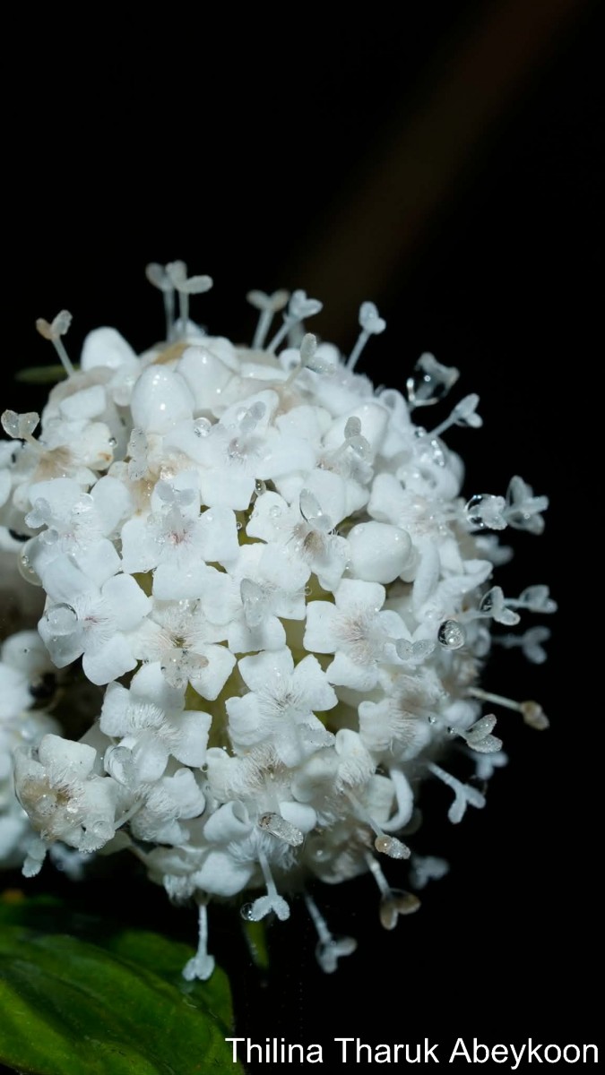 Hedyotis lessertiana Arn.