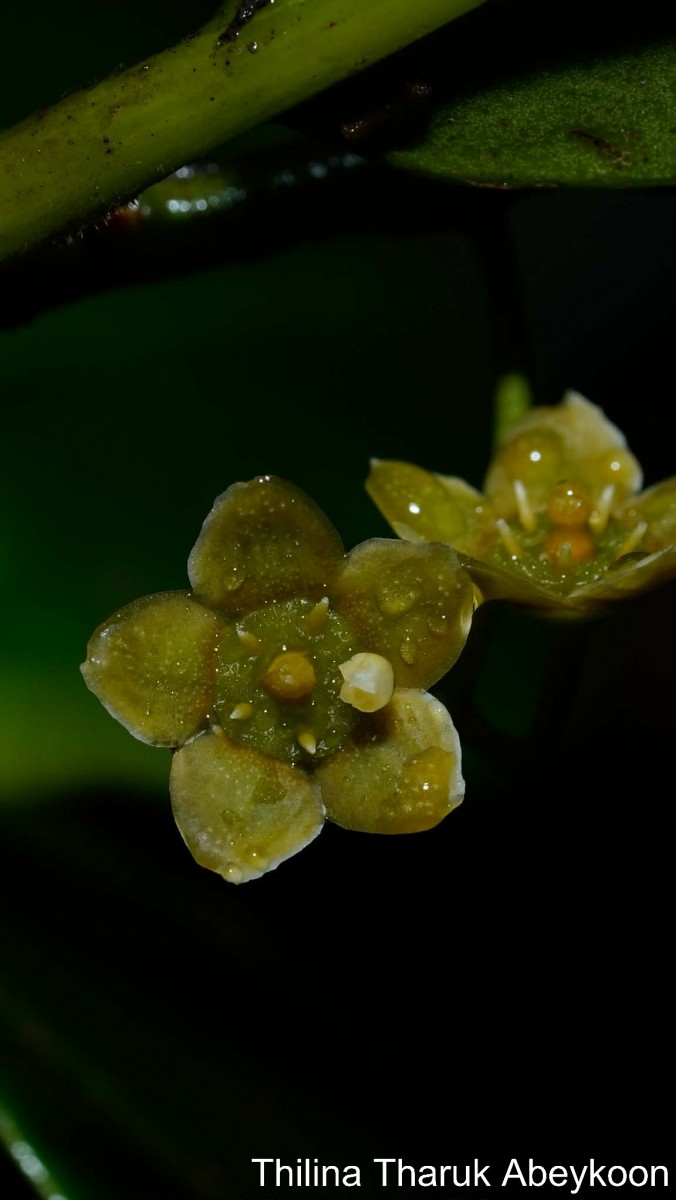Kokoona zeylanica Thwaites
