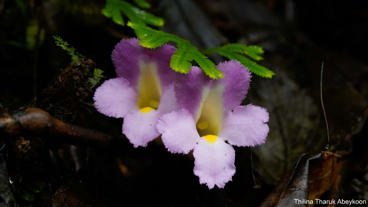 Christisonia tricolor Gardner