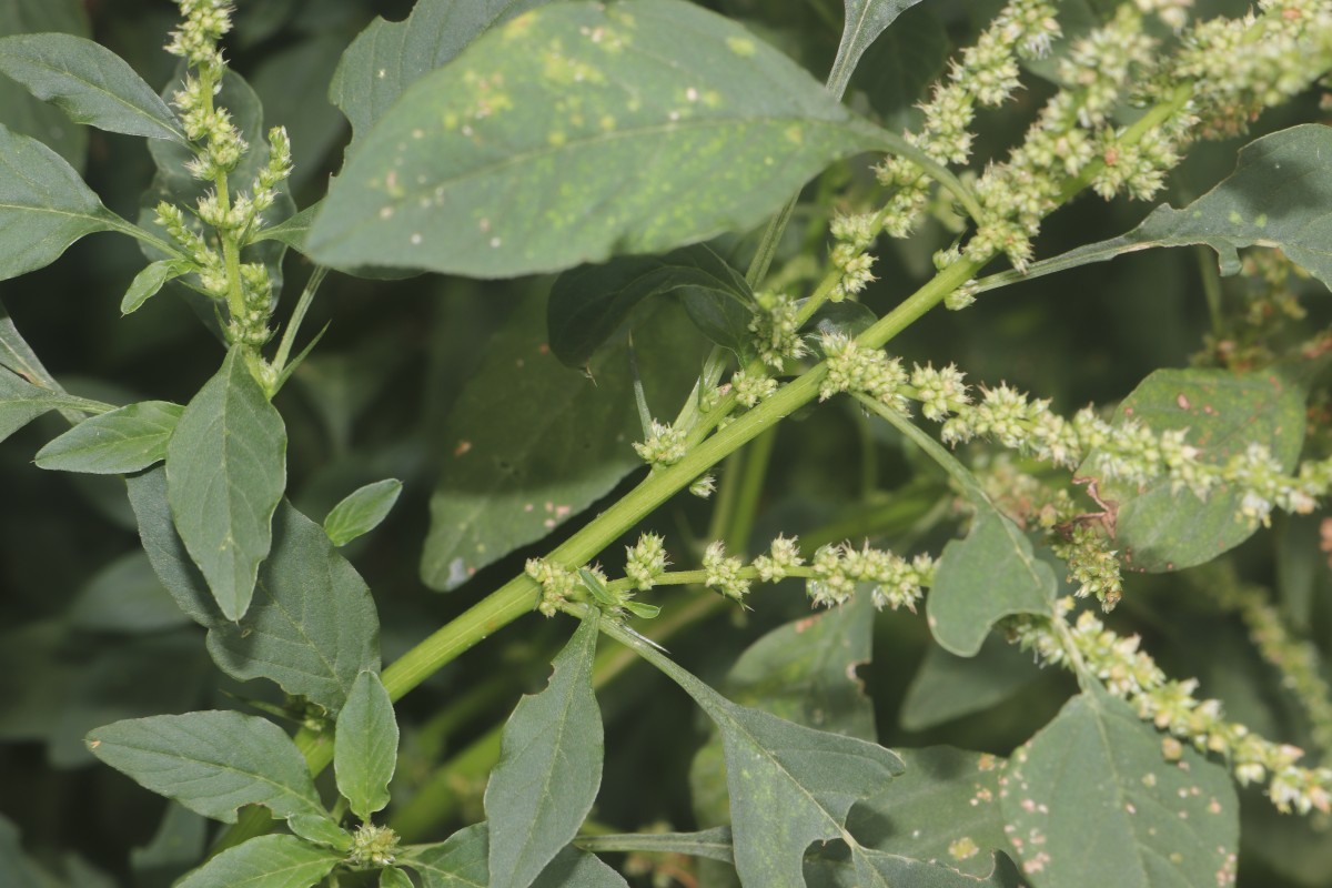Amaranthus spinosus L.