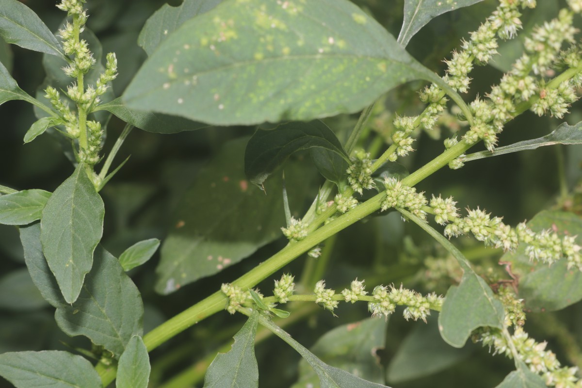 Amaranthus spinosus L.