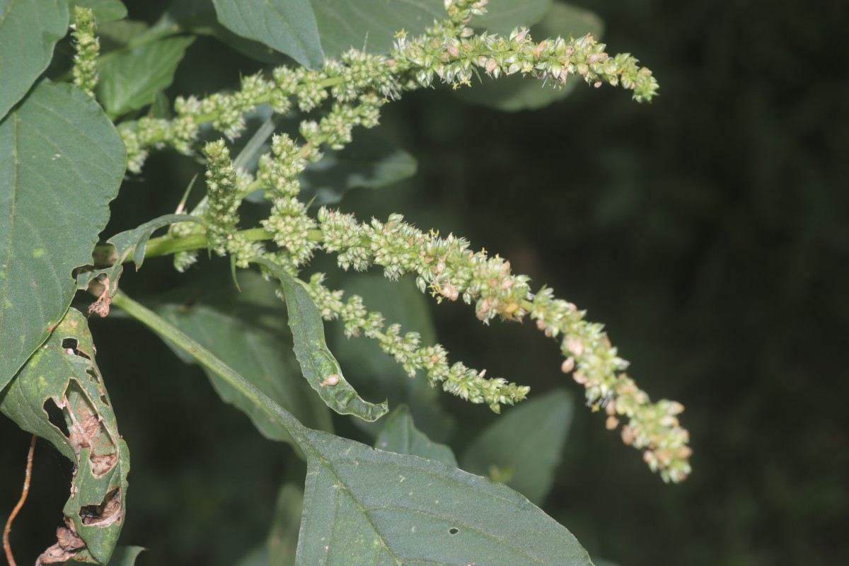 Amaranthus spinosus L.