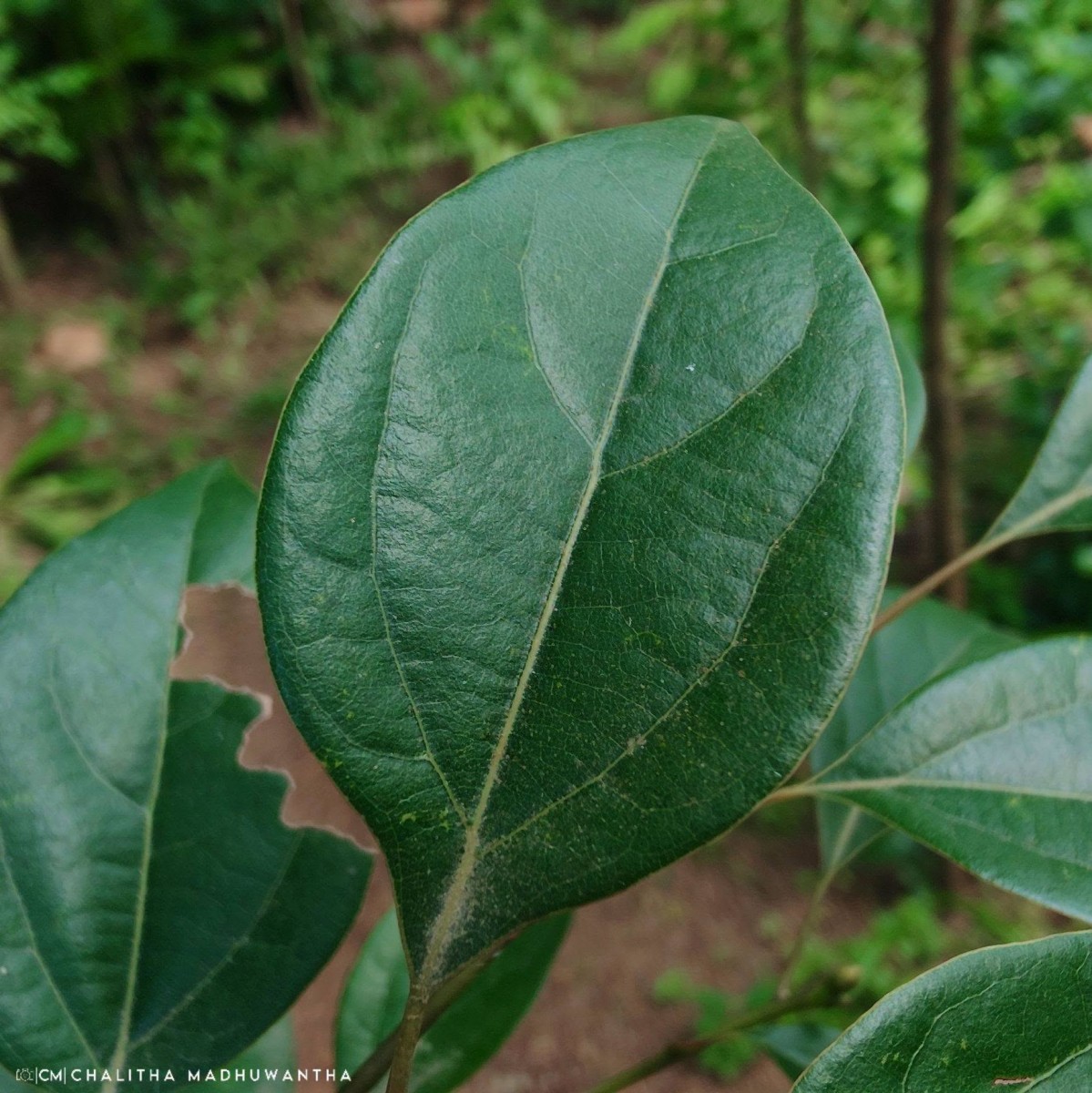 Camphora officinarum Boerh. ex Fabr.