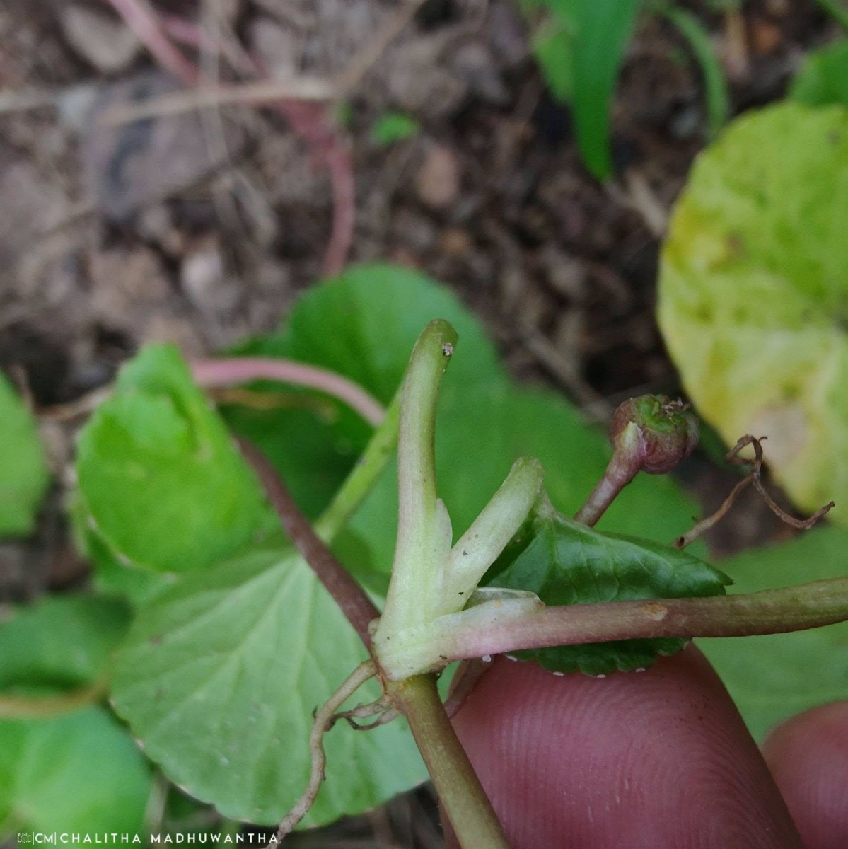 Centella asiatica (L.) Urb.