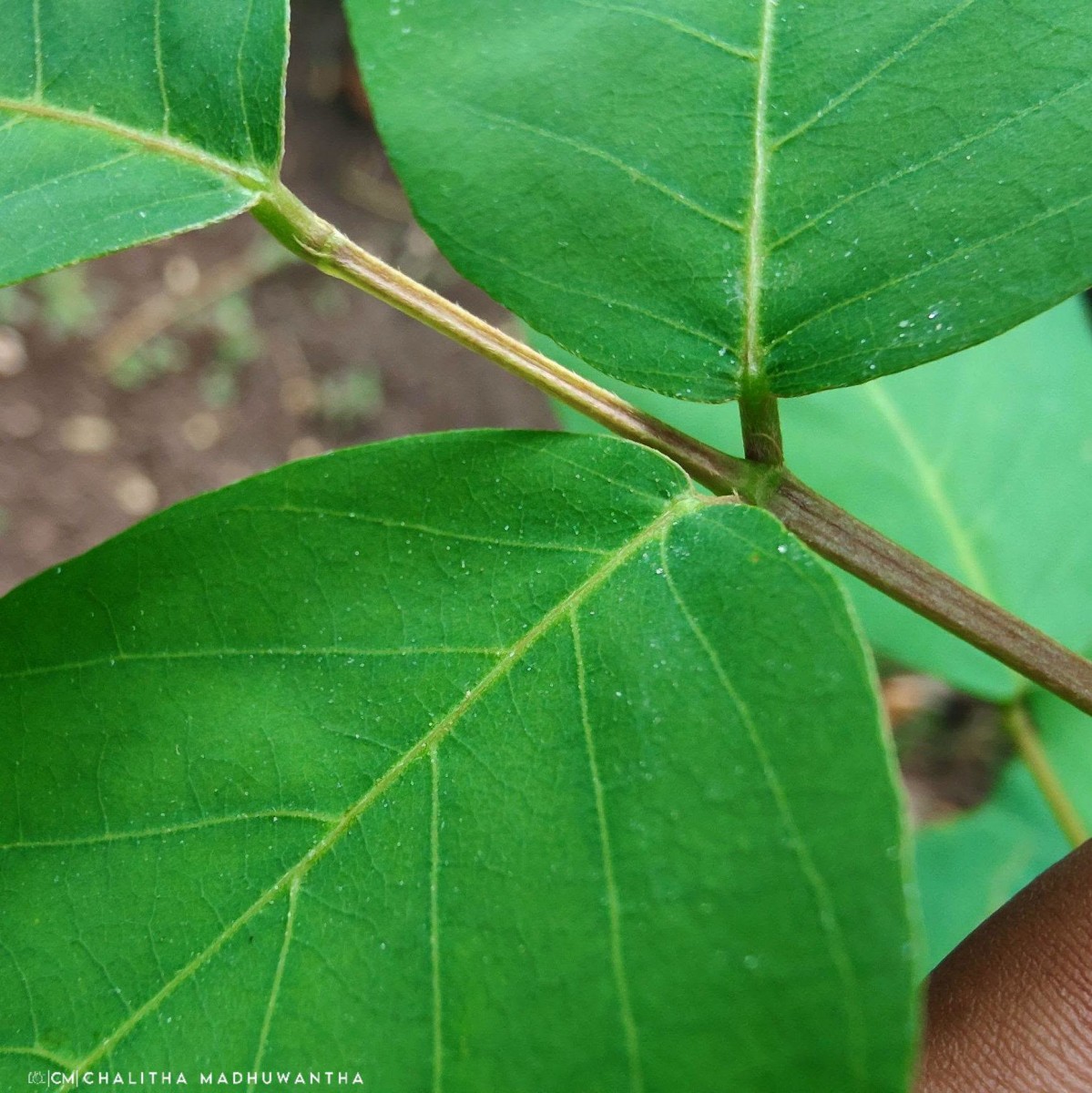 Dendrolobium umbellatum (L.) Benth.