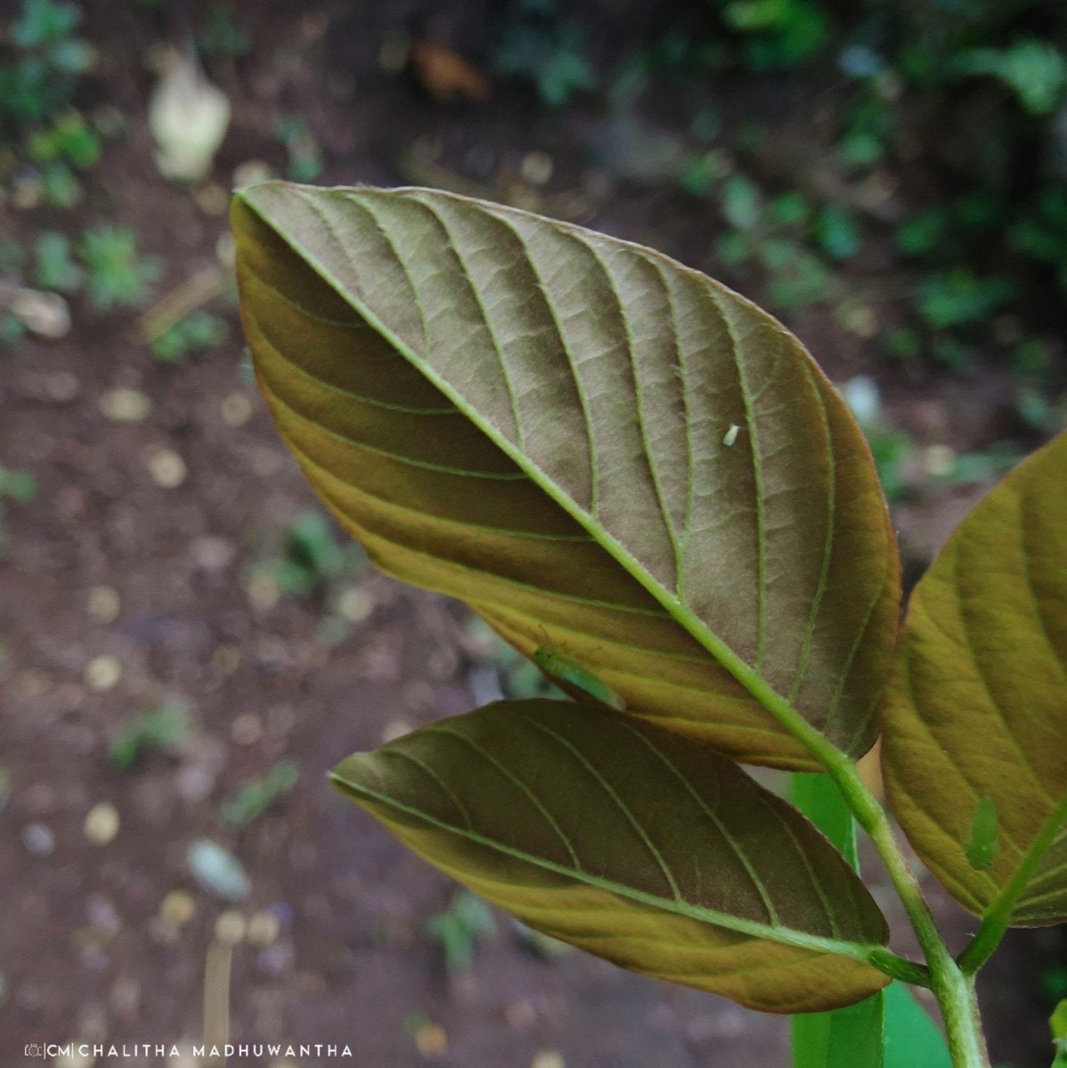 Dendrolobium umbellatum (L.) Benth.