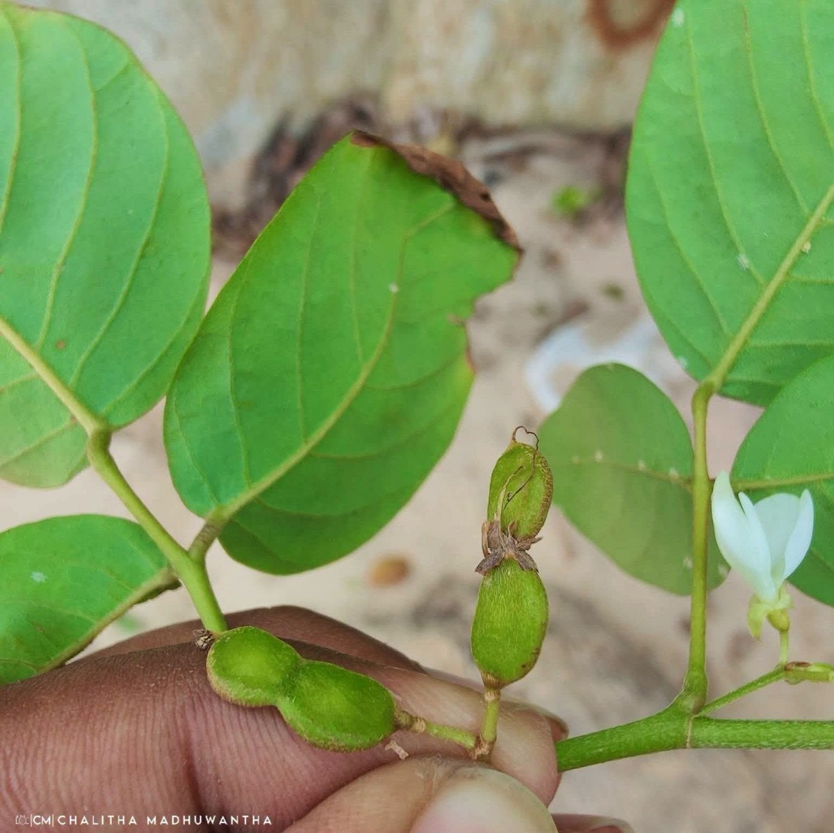 Dendrolobium umbellatum (L.) Benth.