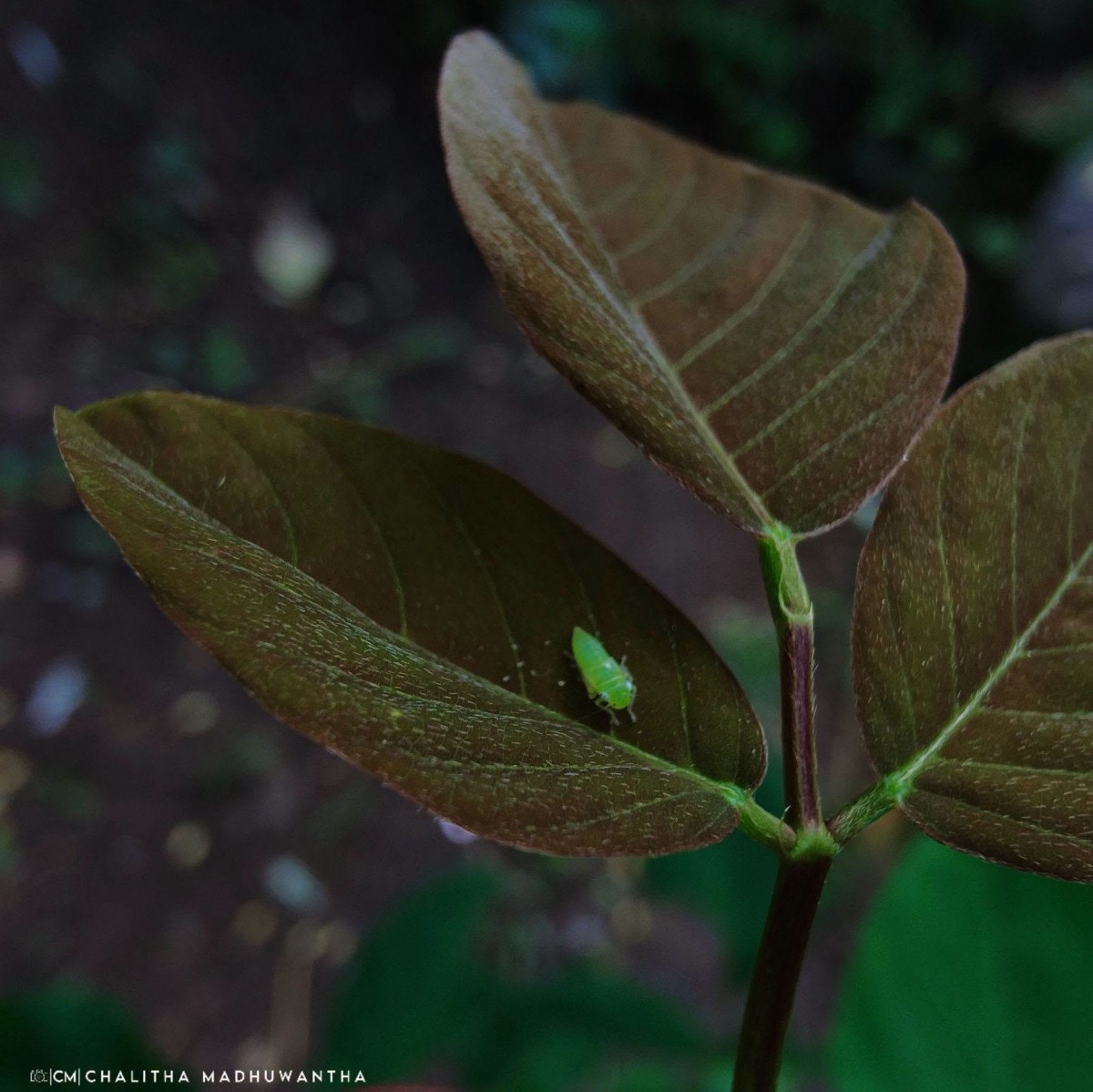Dendrolobium umbellatum (L.) Benth.