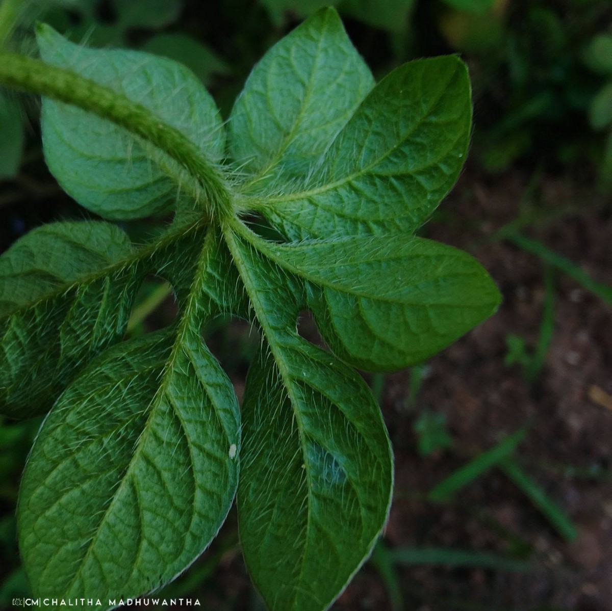 Ipomoea pes-tigridis L.