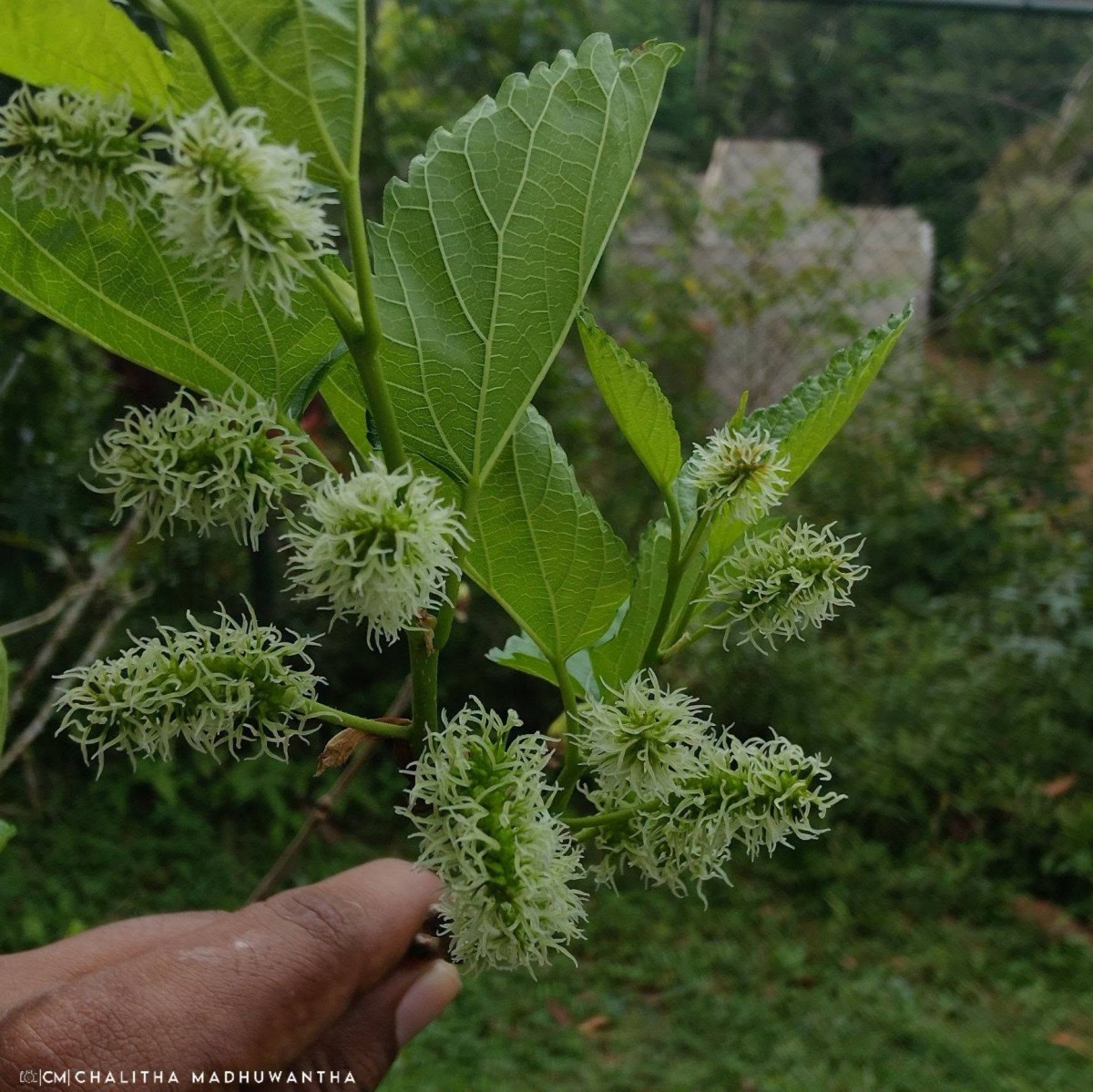 Morus alba L.