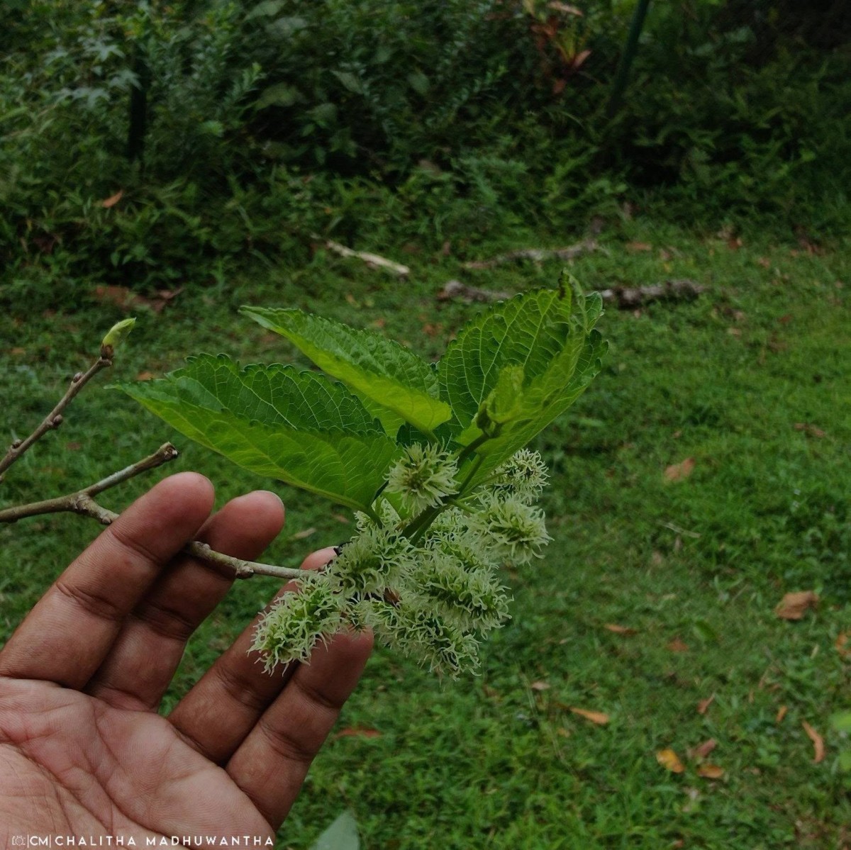 Morus alba L.