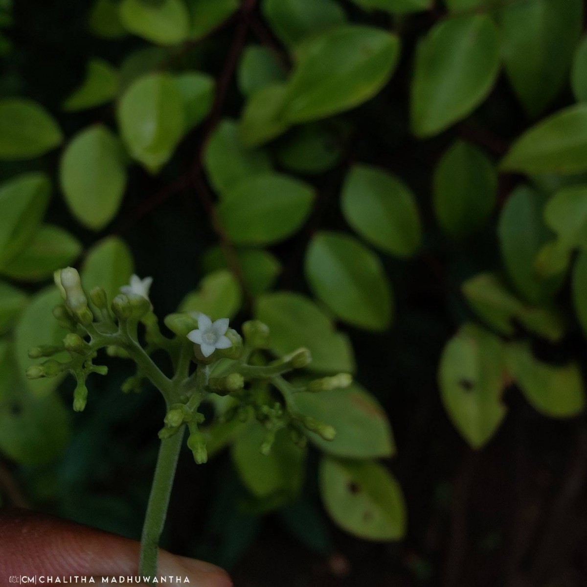 Ophiorrhiza mungos L.