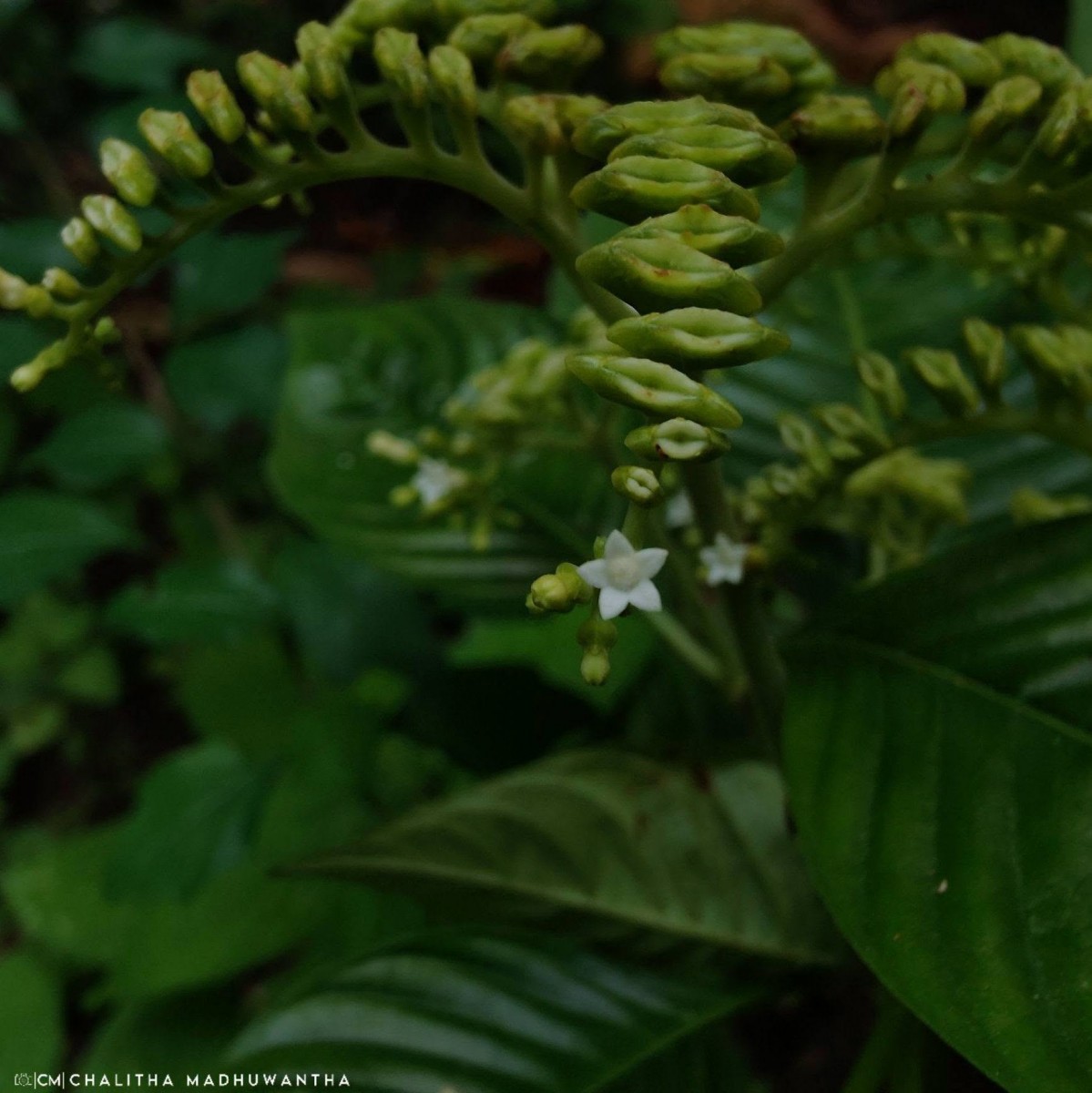 Ophiorrhiza mungos L.