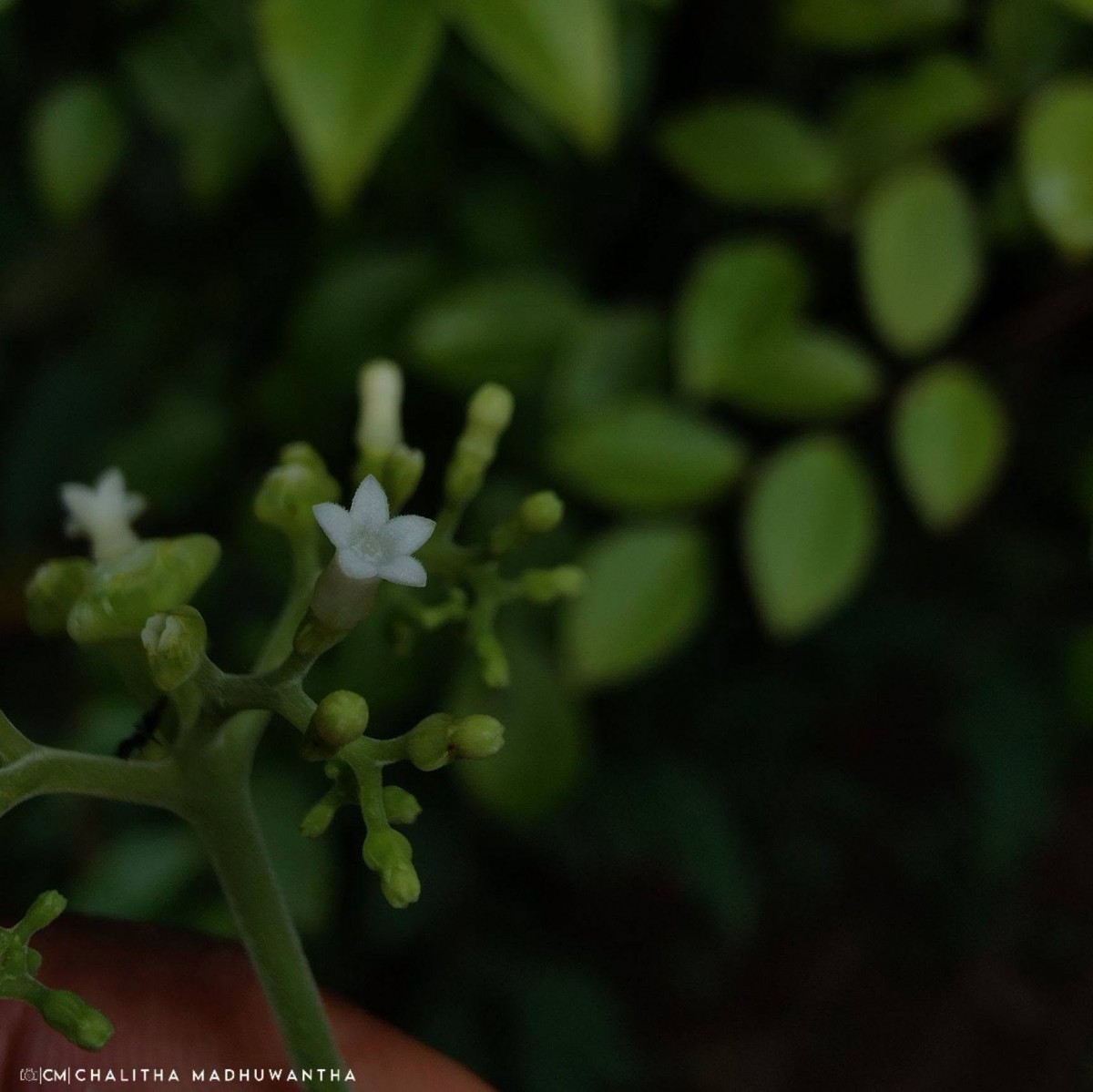 Ophiorrhiza mungos L.