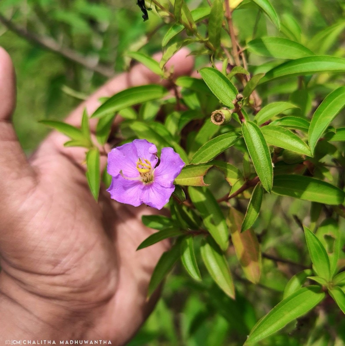 Osbeckia aspera Blume