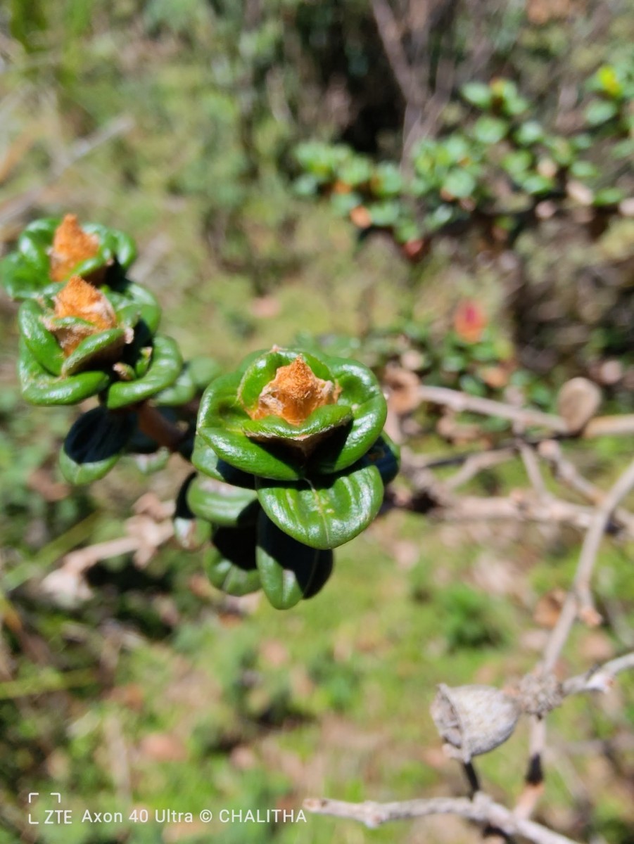 Osbeckia lanata Alston