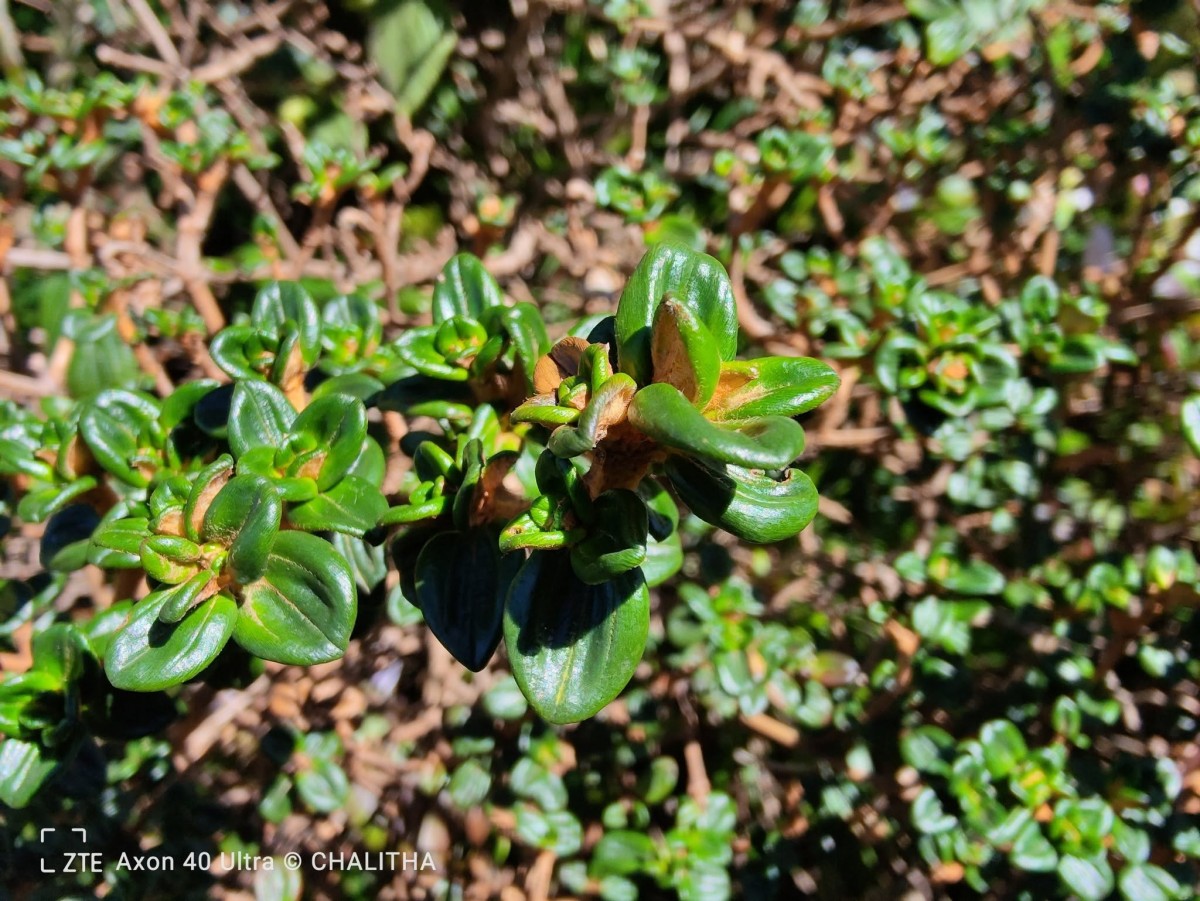 Osbeckia lanata Alston