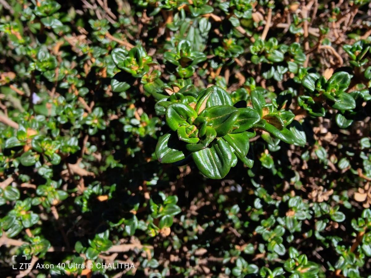 Osbeckia lanata Alston