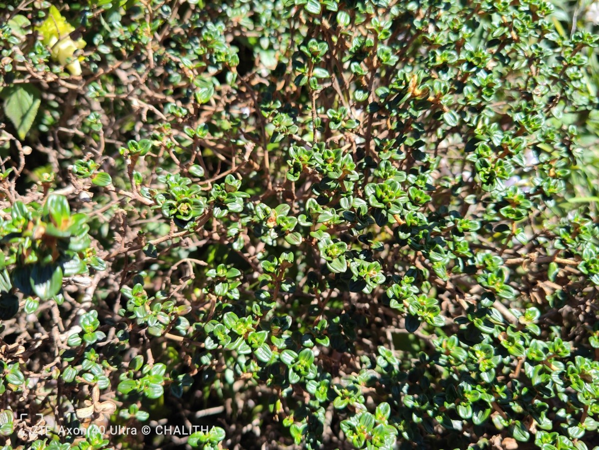 Osbeckia lanata Alston