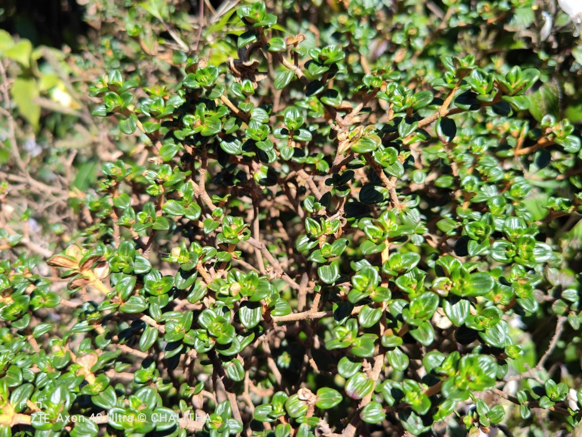 Osbeckia lanata Alston