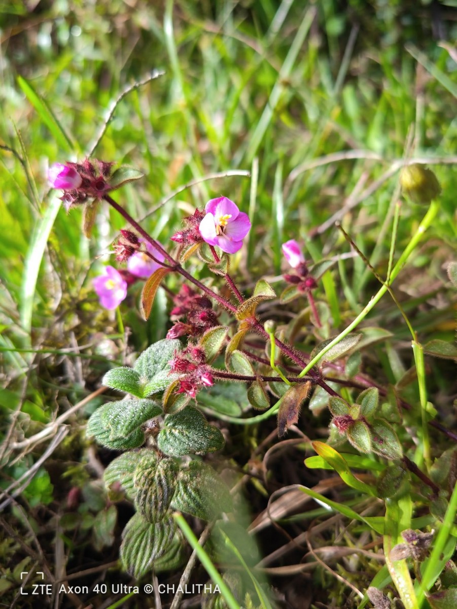 Osbeckia parvifolia Arn.
