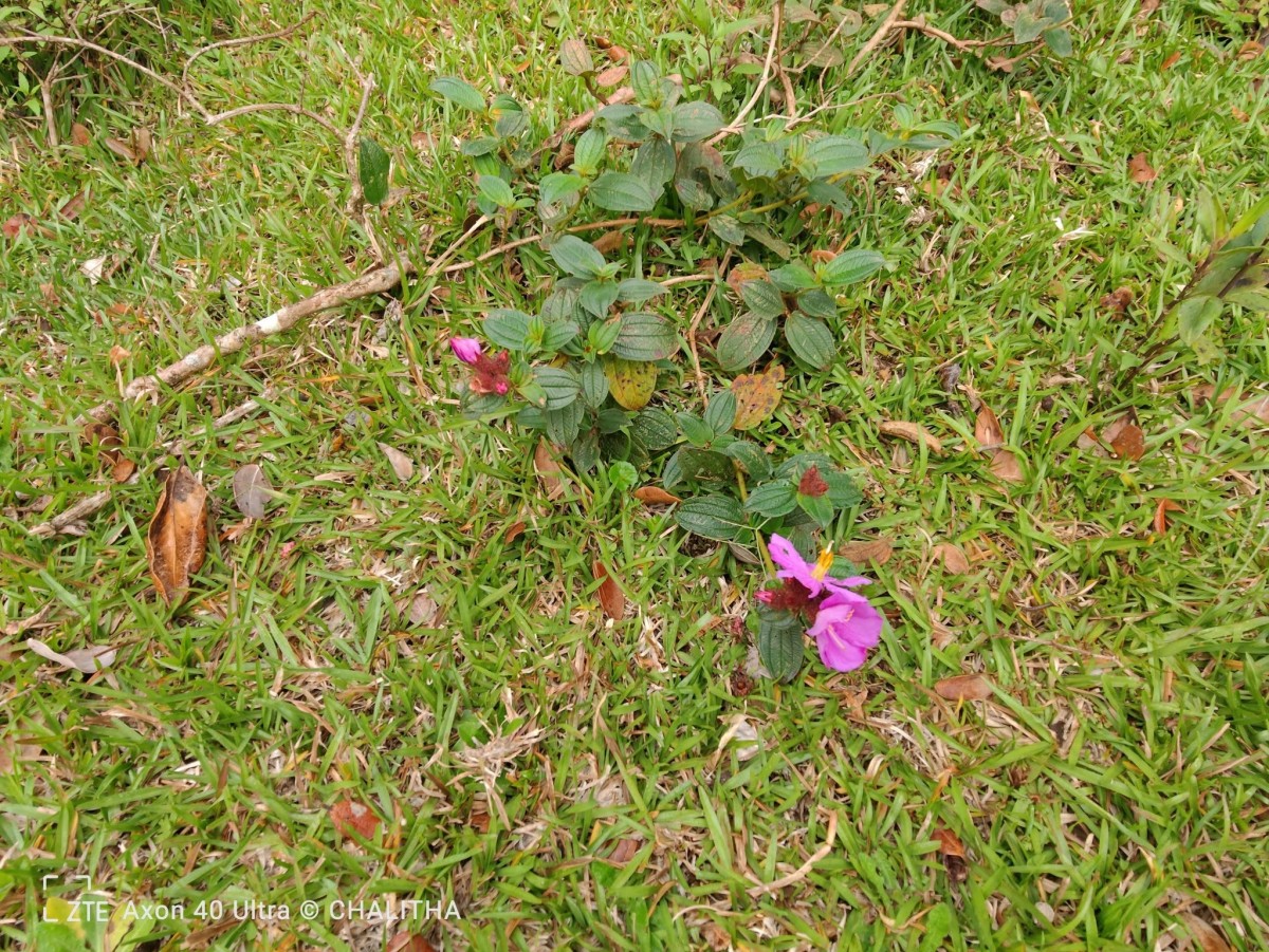 Osbeckia parvifolia Arn.
