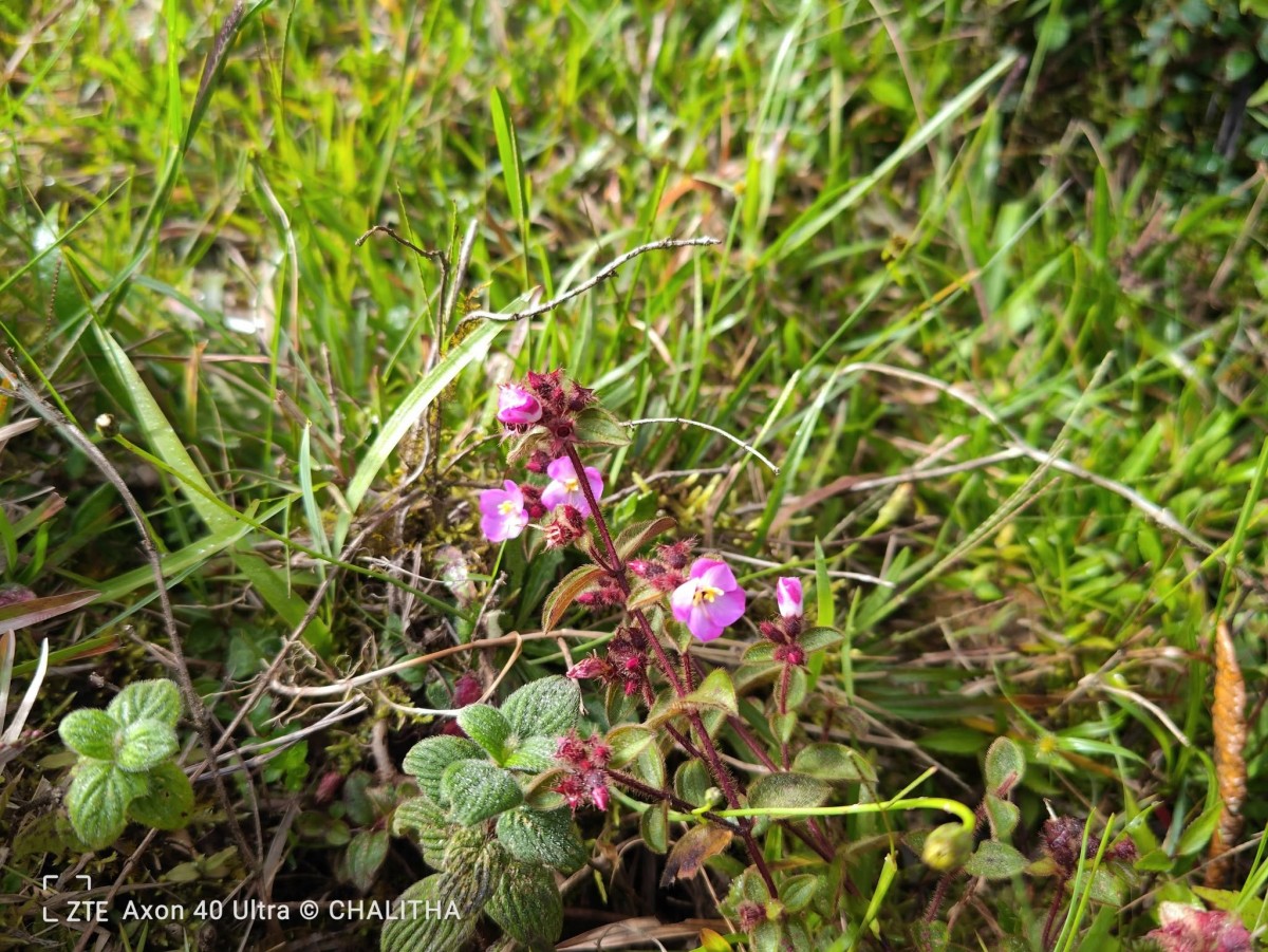 Osbeckia parvifolia Arn.