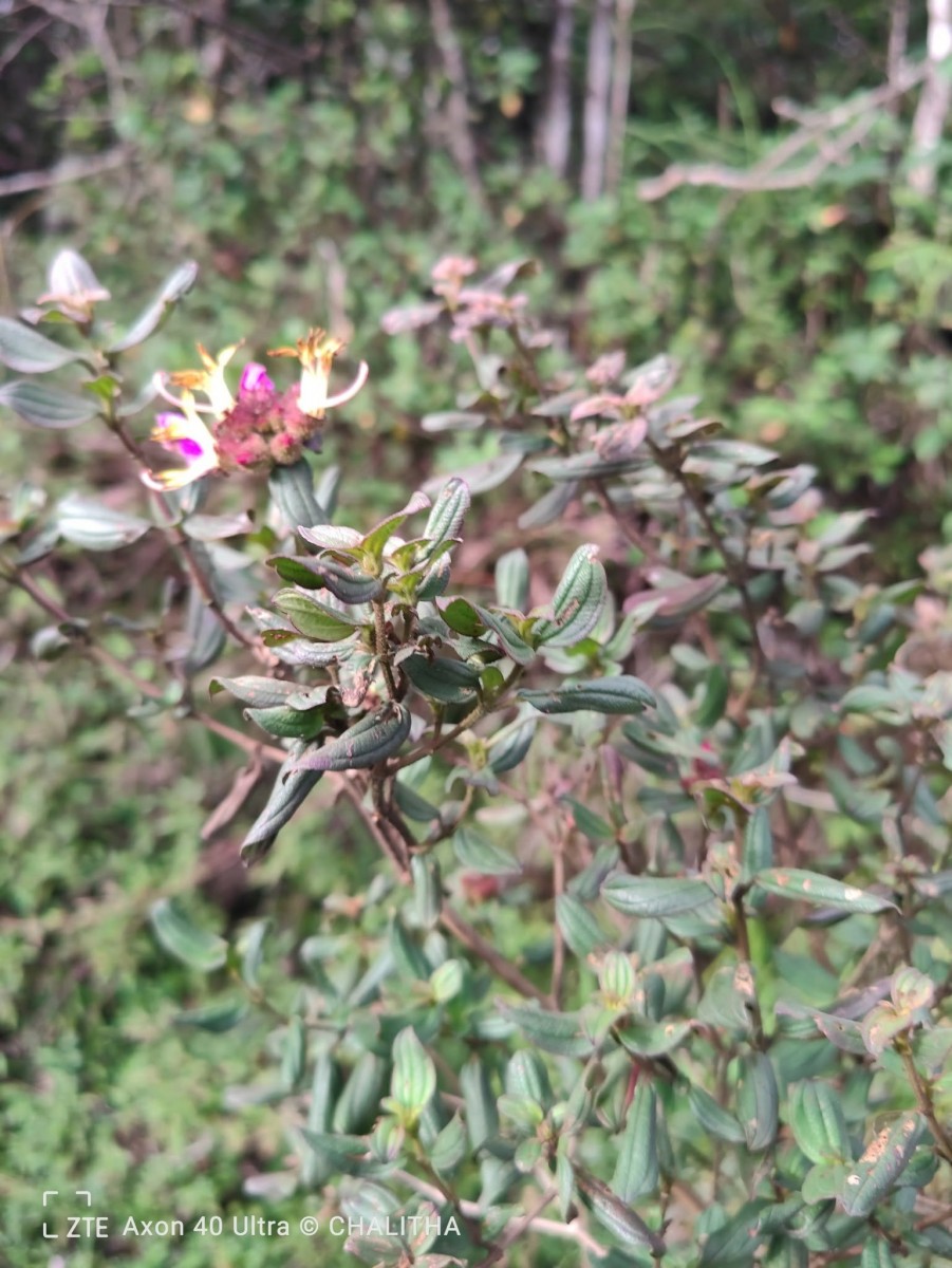 Osbeckia rubicunda Arn.