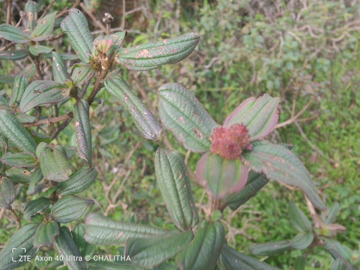 Osbeckia rubicunda Arn.