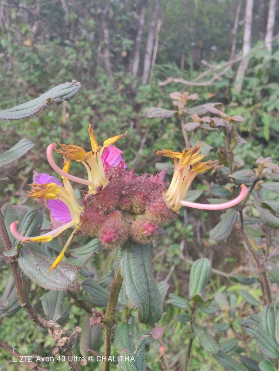 Osbeckia rubicunda Arn.