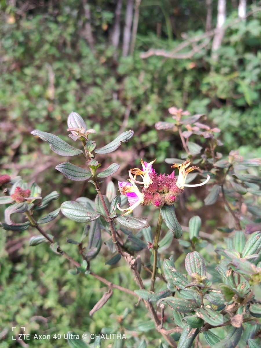 Osbeckia rubicunda Arn.