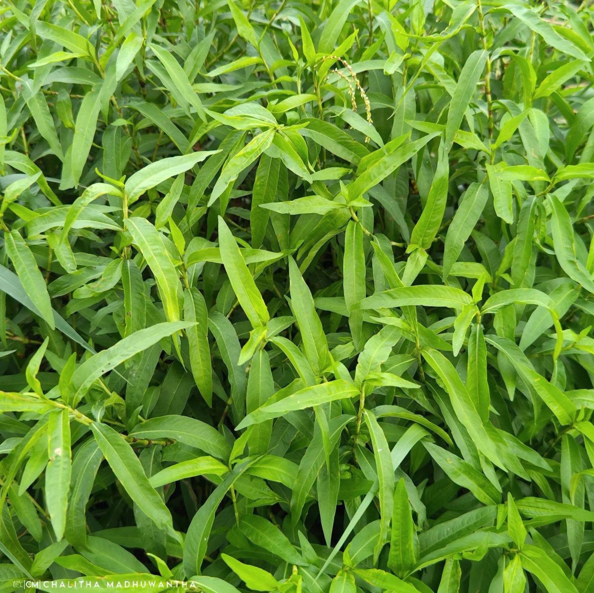 Persicaria hydropiper (L.) Delarbre