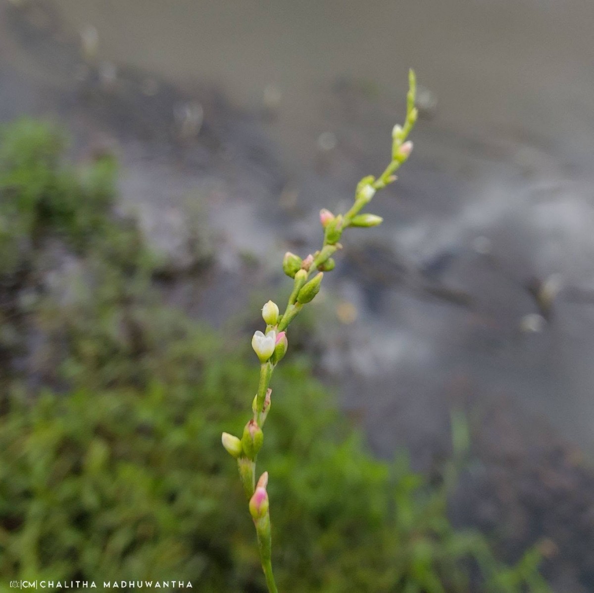 Persicaria hydropiper (L.) Delarbre