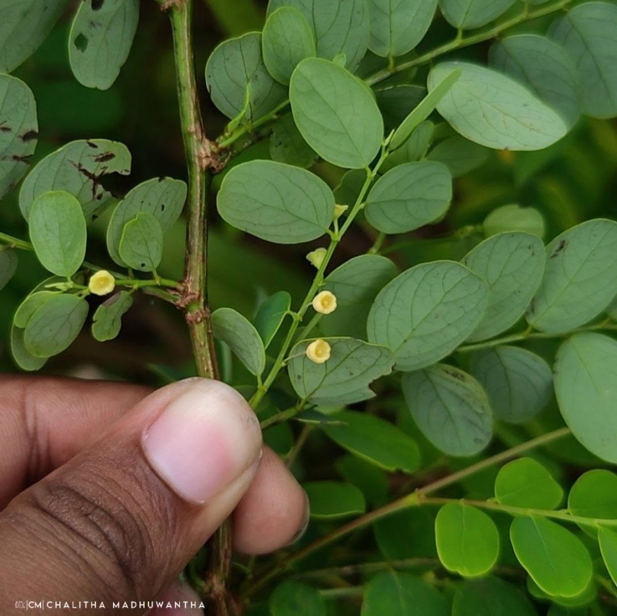 Phyllanthus retusus Dennst.