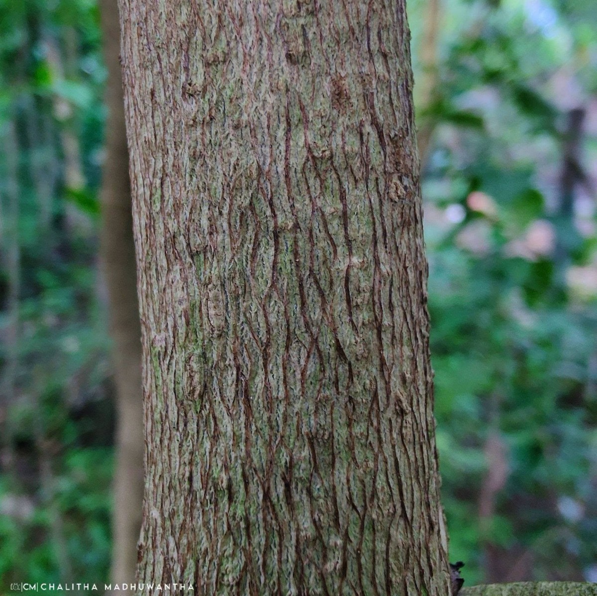Stereospermum chelonoides (L.f.) DC.