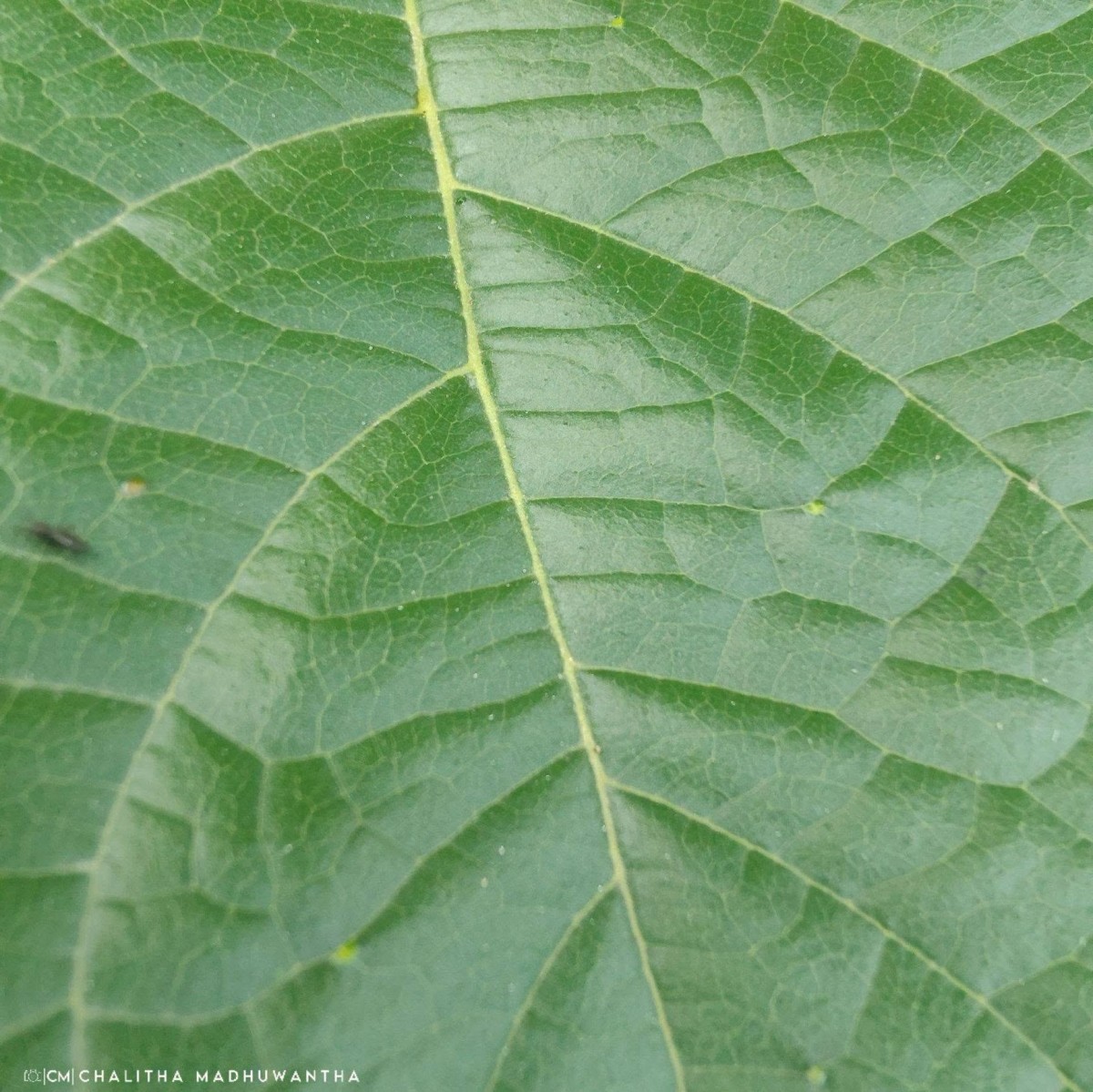 Stereospermum chelonoides (L.f.) DC.