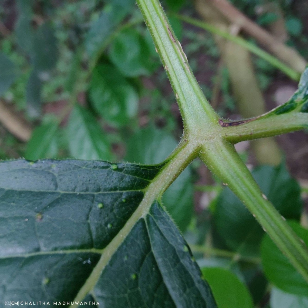 Stereospermum chelonoides (L.f.) DC.